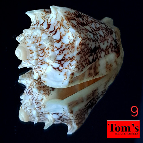 Voluta chrysostoma - , f