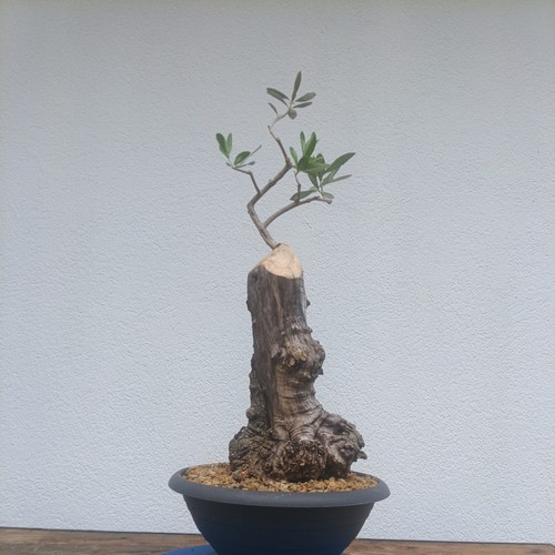 Bonsai ulivo - bonsai, ulivo🔝🔝🔝