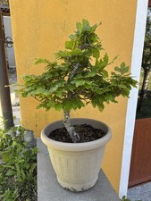 Pre bonsai faggio - pre, di
