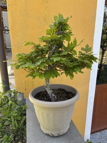 Pre bonsai faggio yamadori - pre, di