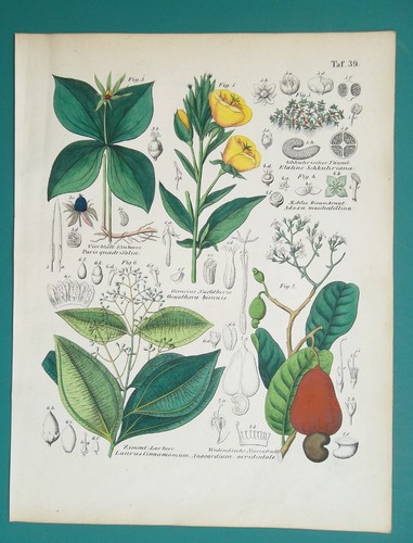Fiori piante erba parigi - piante,