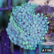 Item#A1196SP1196(S) WYSIWYG