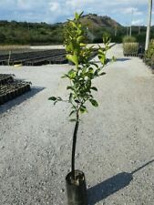 Pianta di clementino (caffina) in fitocellula (foto reale) bestesia fredda