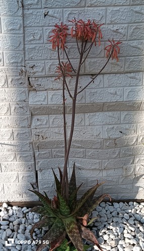 Aloe saponaria - aloe,