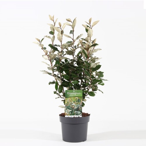 Eleagno eleagnus ebbingei - eleagno,