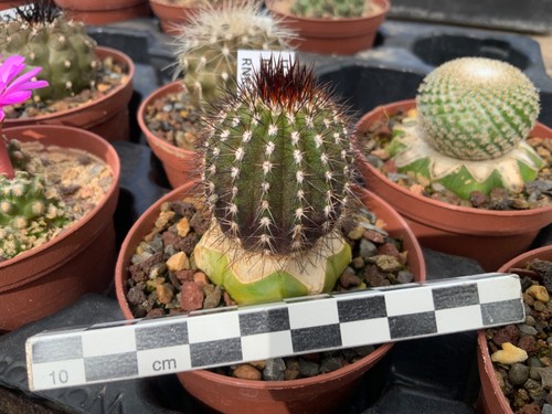 259 uebelmannia pectinifera - 259,