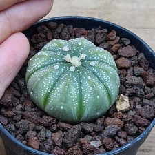 Astrophytum ibrido superkabuto
