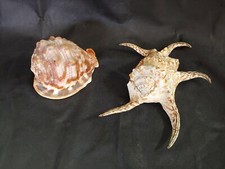 COPPIA GRANDI CONCHIGLIE SHELL