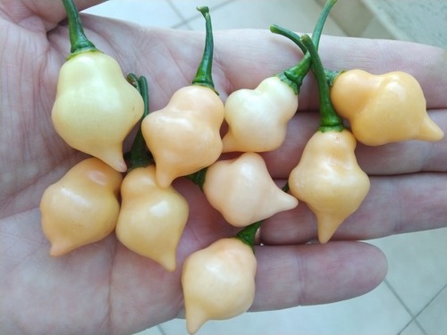 Semi peperoncino 7 - semi, di