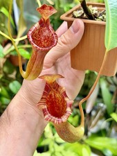 Nepenthes briggsiana
