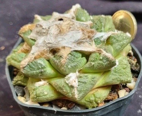 Ariocarpus fisuratus - ariocarpus,