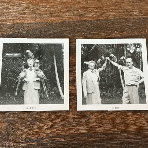 Due foto vintage giungla
