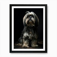 Poster Lhasa Apso cane età