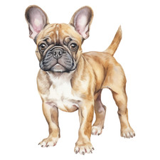 2 adesivi auto Bulldog