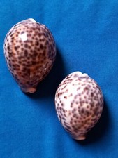 Ciprea coppia - ciprea,,