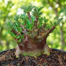 Pc06 yak dam adenium arabicum - adenium,