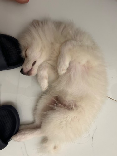Cucciolo volpino bianco - di,