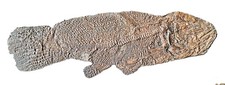 TOPP - Pesce fossile - Messel