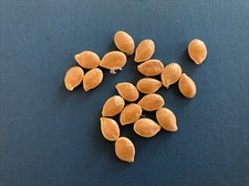 Zucca  Castagna Gustosa 15 Semi Raccolto Fresco, Squash, Orto Primavera