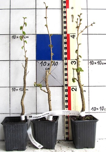 Corylus colurna nocciola - colurna,
