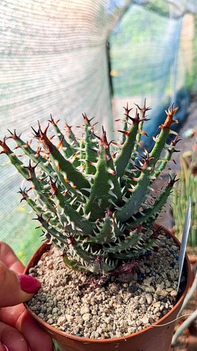 Aloe erinacea succulente - aloe,