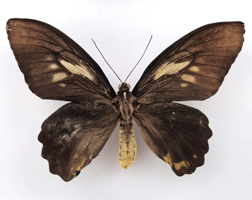 Ornithoptera croesus lydius