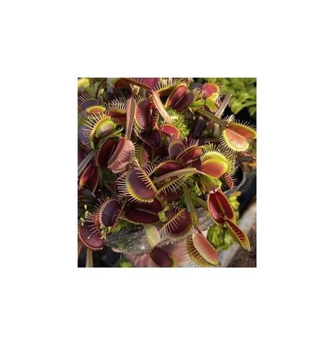 Dionaea muscipula royal - dionaea,