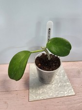 heavenly HOYA Hoya AH 014