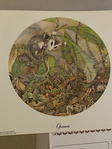 Opossum and chameleon sallie - chameleon,