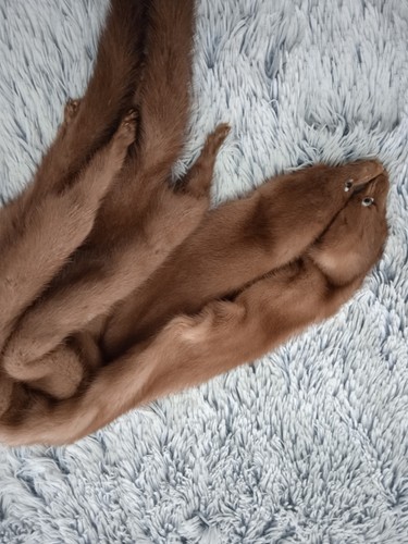Coppia pelliccie visone - coppia,