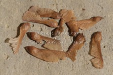 ACERO ROSSO - ACER RUBRUM, 10