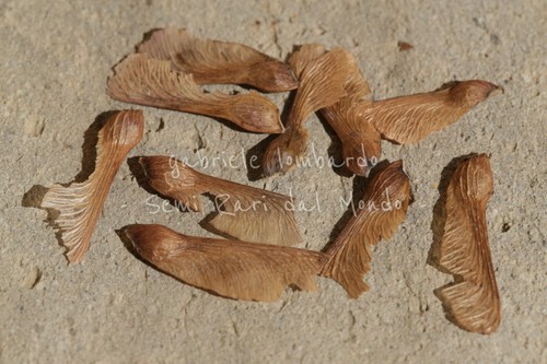 Acero rosso acer rubrum - acero,