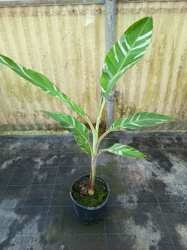 Musa banano variegata - musa, ae
