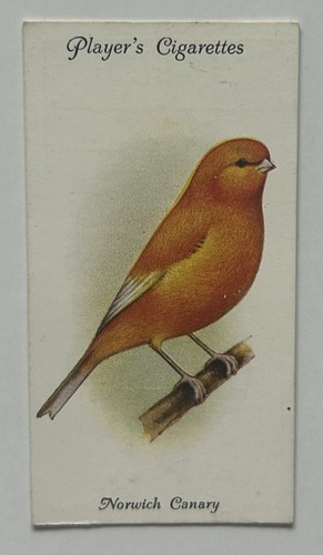Giocatore aviaria uccellini - aviaria,