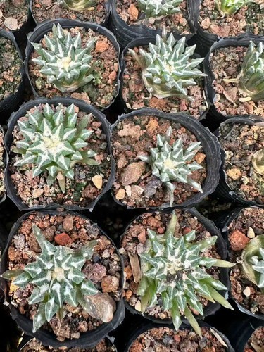 3pcs ariocarpus - 3pcs,