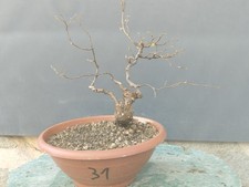 Bonsai Olmo Campestre 30x10cm