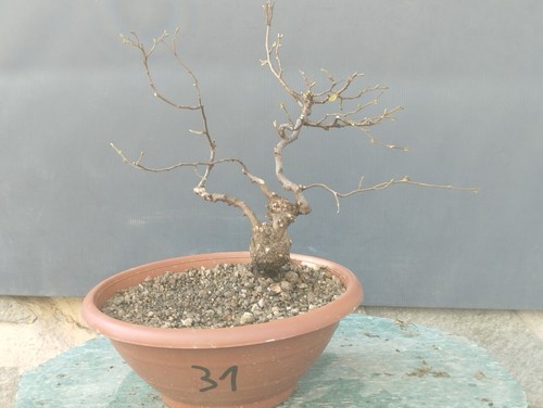 Bonsai olmo campestre 30x10cm - bonsai,