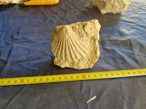 Fossili conchiglie pecten - di,