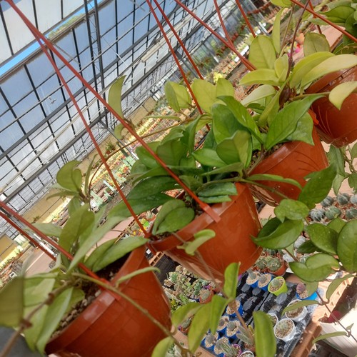 Hoya carnosa - hoya,