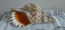 Grande conchiglia tromba - , di