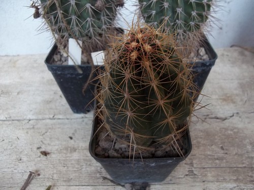 Thelocactus bicolor - thelocactus,