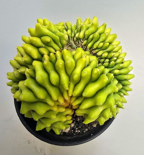 Bellissimo gymnocalycium - bellissimo,