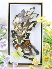 Vere bellissime farfalle conservate nella vetrina 3D - qualità museale - arte 04