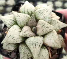 HAWORTHIA BIANCA 7-8 CM