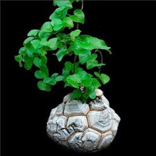 Pianta dioscorea - pianta,