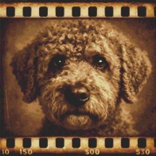 Lagotto Romagnolo Cucciolo