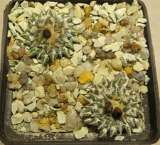 ariocarpus kotschoubeyanus albiflorus radice propria 2 piante