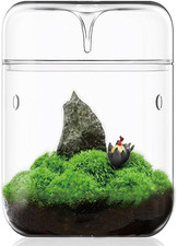 Piccolo Terrario in Vetro per Piante Grasse, 12 X 17,5 Cm, per La Decorazione Di