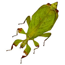 Green Leaf Insect (Phyllium mamasaense) (F) Indonesian Entomology Specimen