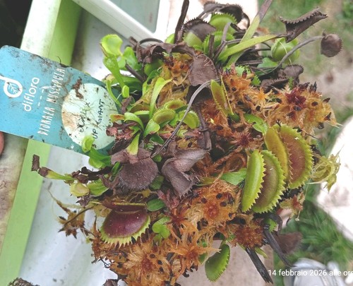 Dionaea muscipula dcxl up - dionaea, "dcxl